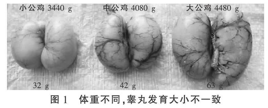 现代肉种鸡产蛋高峰前饲养管理关键控制点