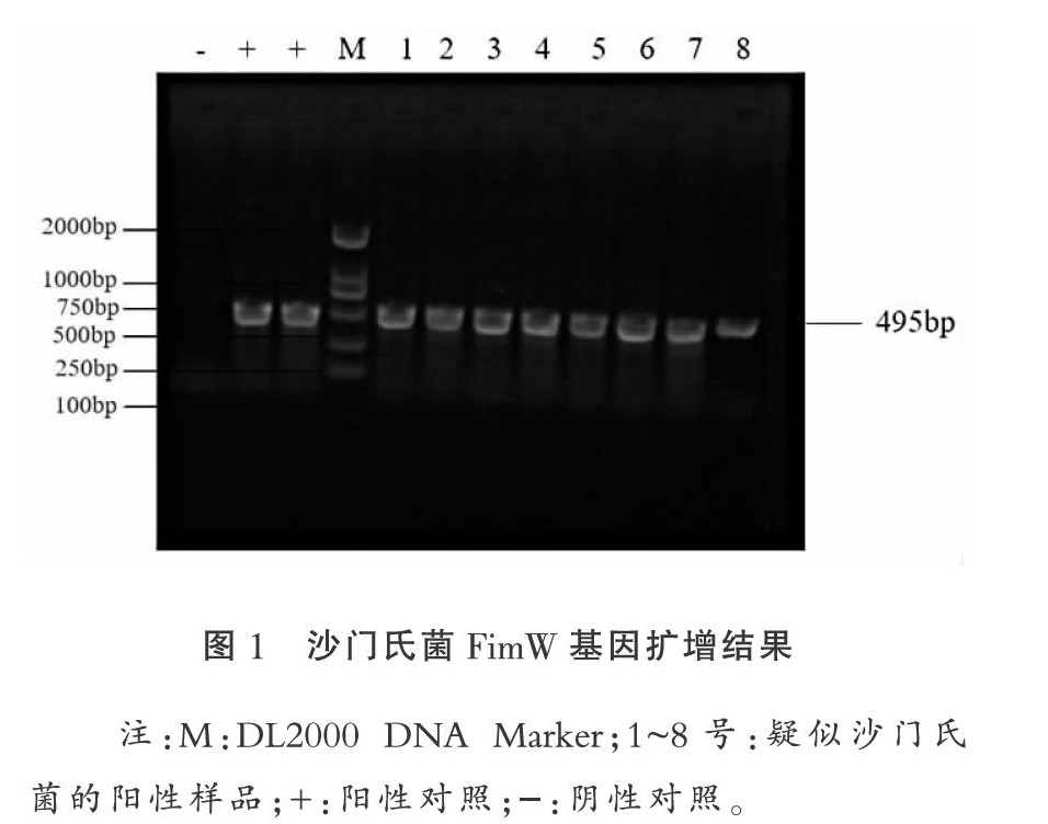 白羽肉鸡群中芙蓉沙门氏菌的分离鉴定