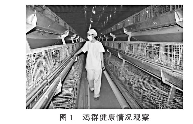 鸡群活苗气雾免疫操作方法及注意事项