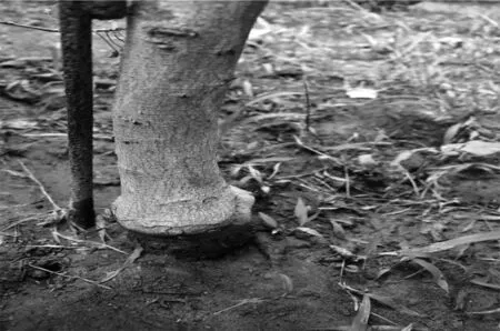 苹果矮砧密植新方法——三阶段十促栽培法