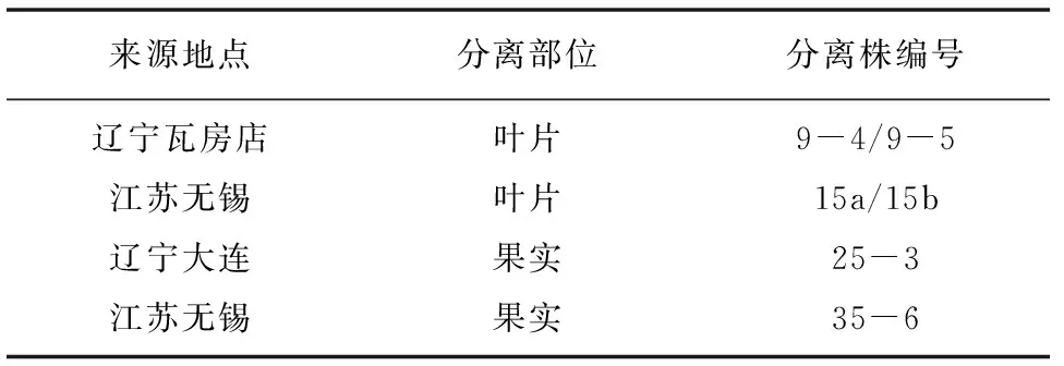 桃细菌性穿孔病的接种方法与不同品种抗性鉴定研究