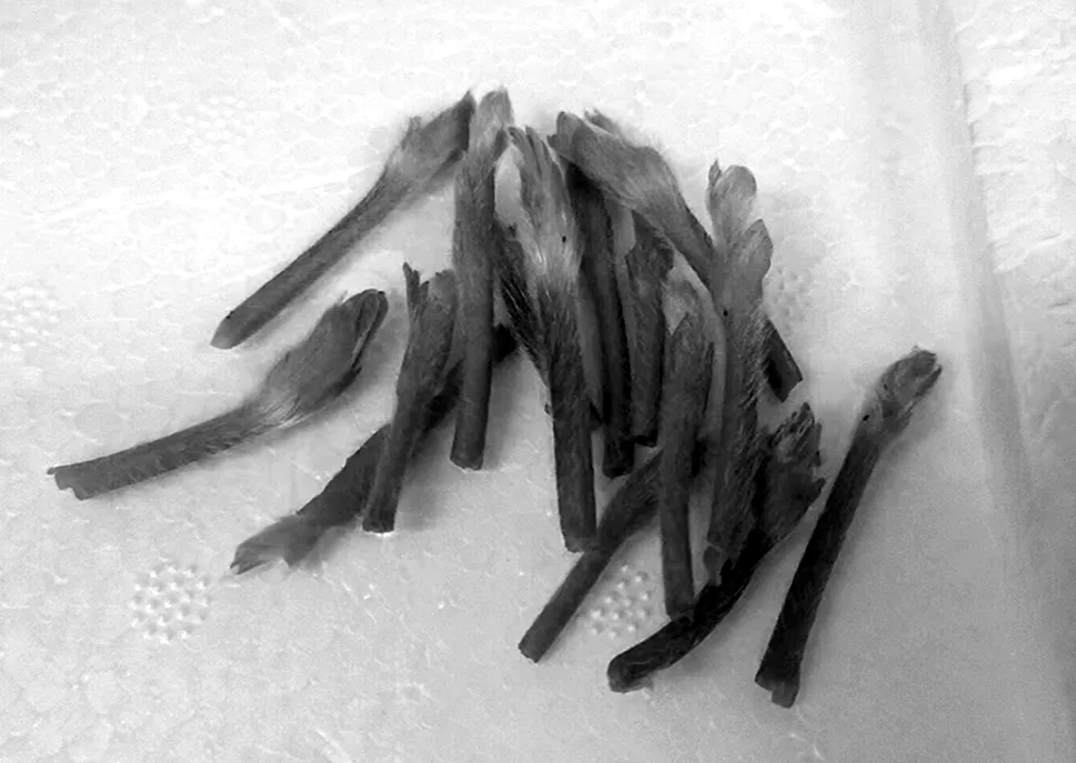 4个品种草莓茎尖组培快繁体系的构建