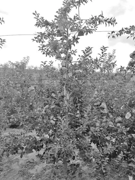 榆林山地苹果夏季管理技术