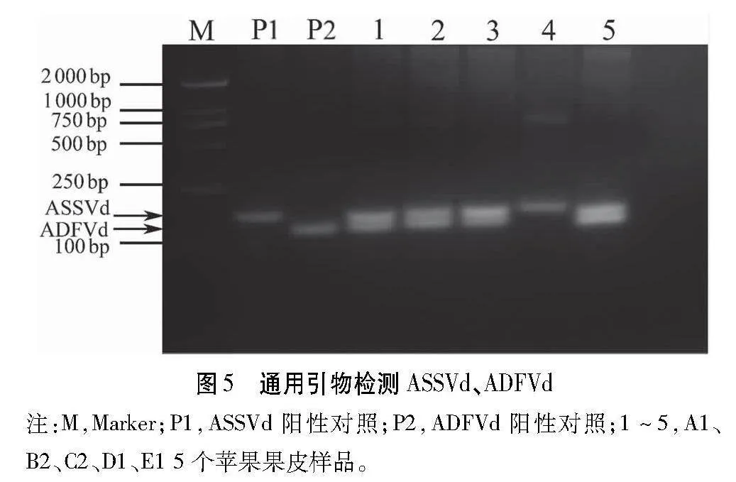 一步RT-PCR法检测苹果锈果类病毒和苹果凹果类病毒