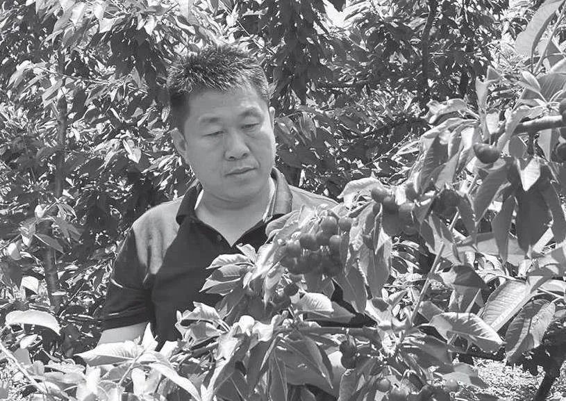 烟台甜樱桃产业现状及发展展望