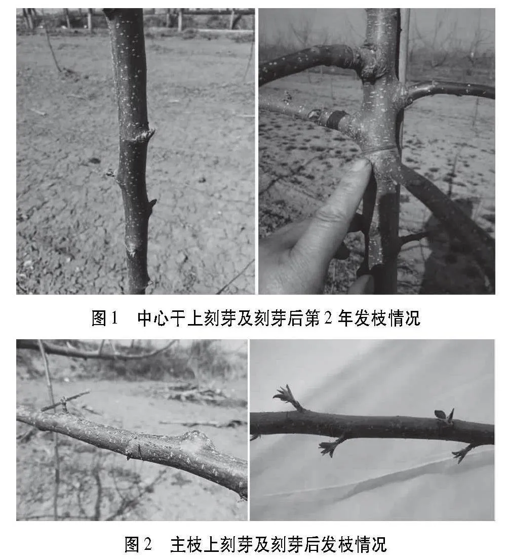 苹果树早春刻芽技术要点