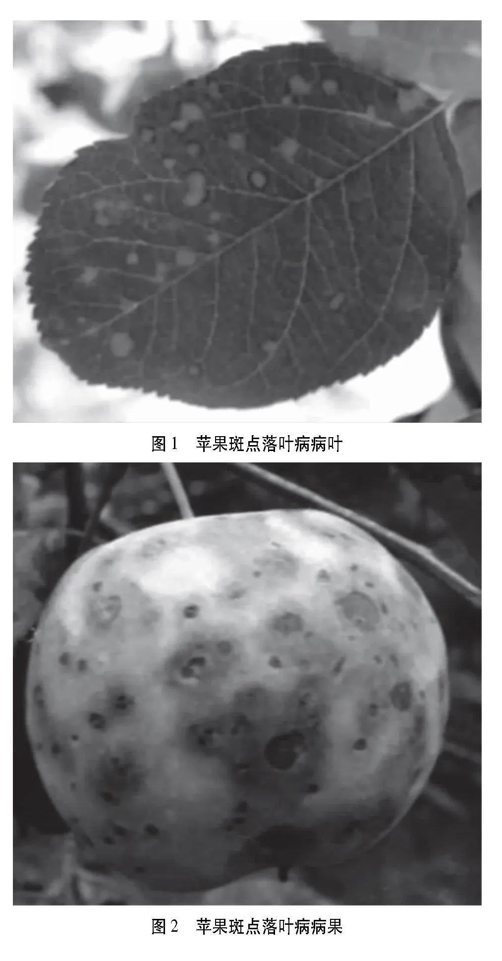 天水地区苹果斑点落叶病的发生及防治技术措施