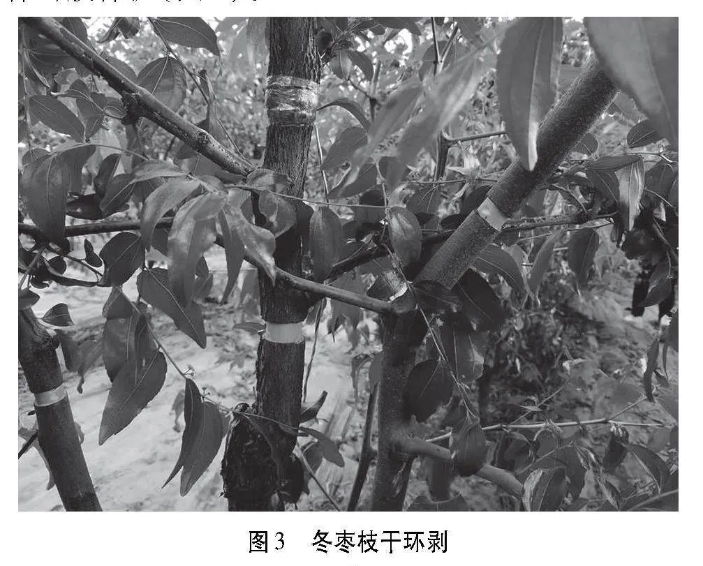 宁夏地区冬枣设施促成栽培关键技术