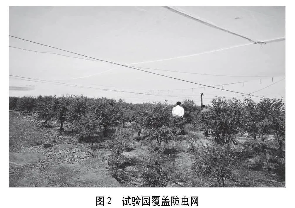 费县枣产业发展现状、存在问题及对策