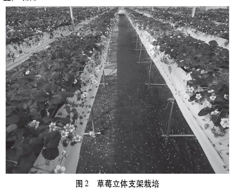 历城区草莓产业发展现状及建议