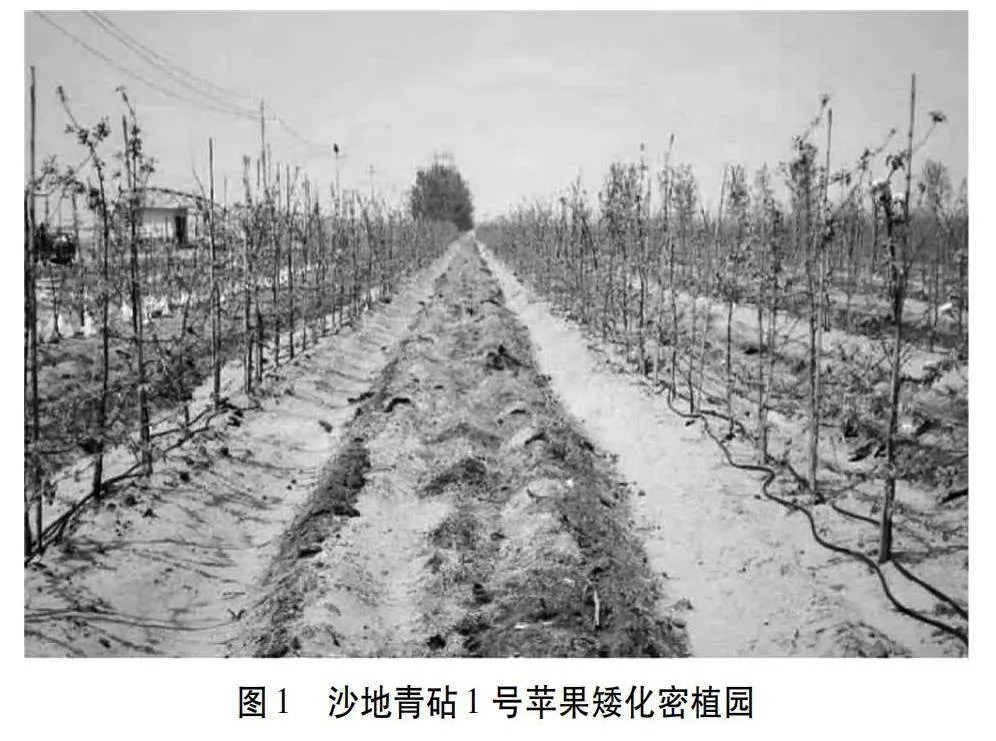 沙地青砧1号苹果矮化密植建园技术初探