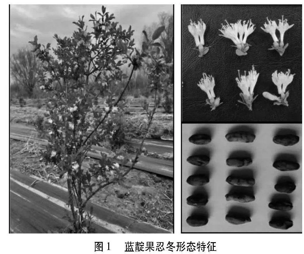 通辽北部山区蓝靛果栽培技术
