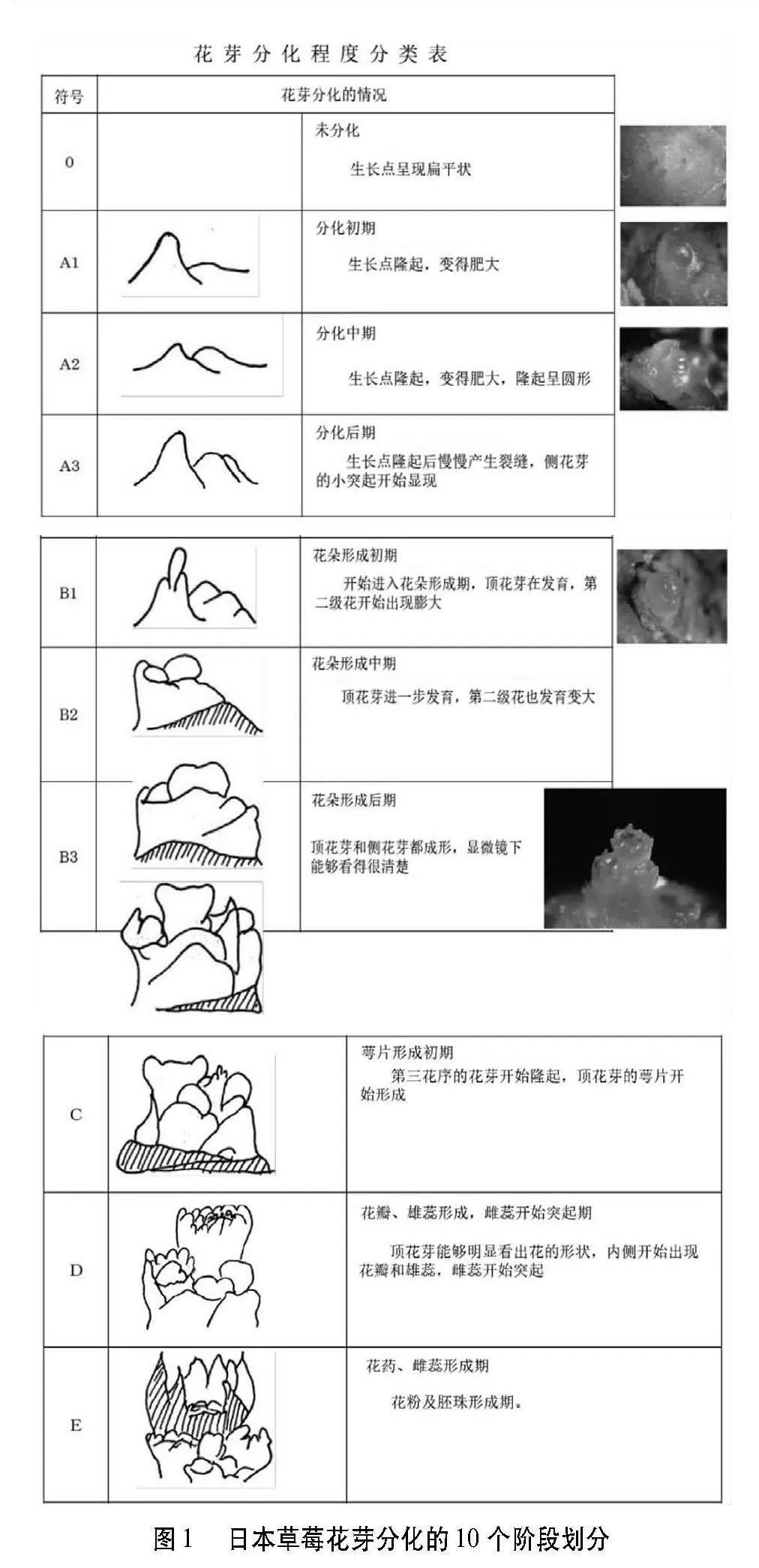 草莓花芽形态分化镜检技术要点