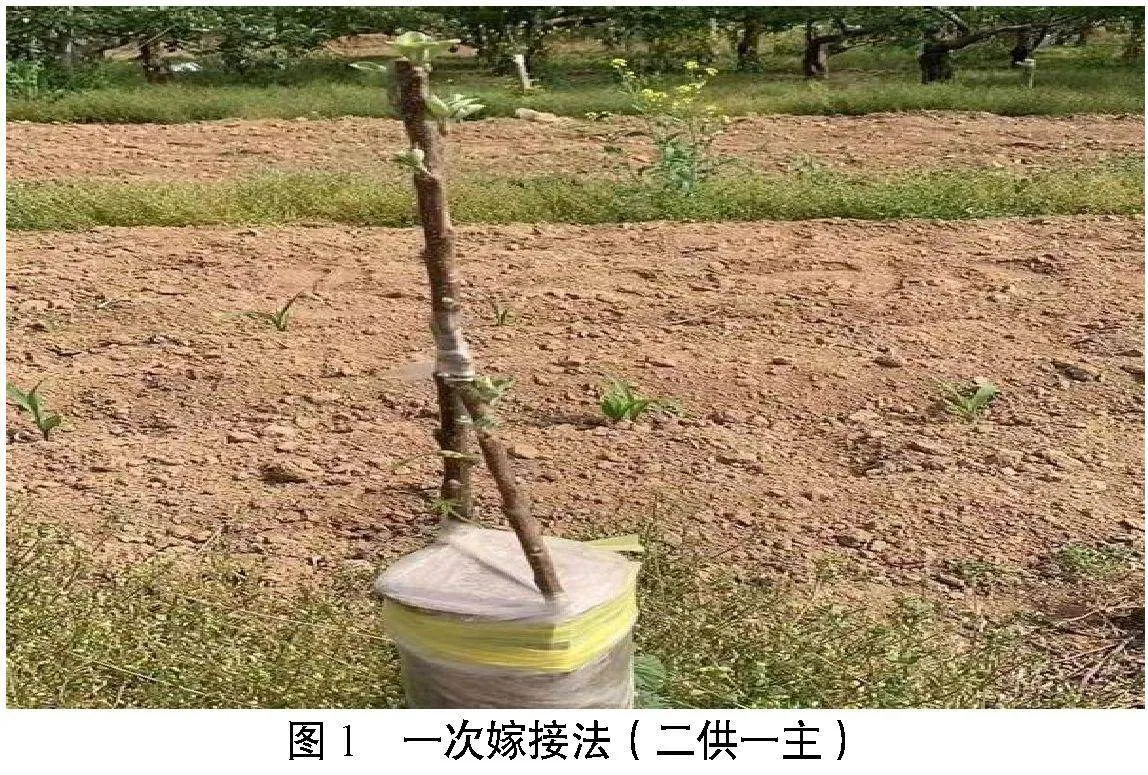 苹果低效园改造技术要点