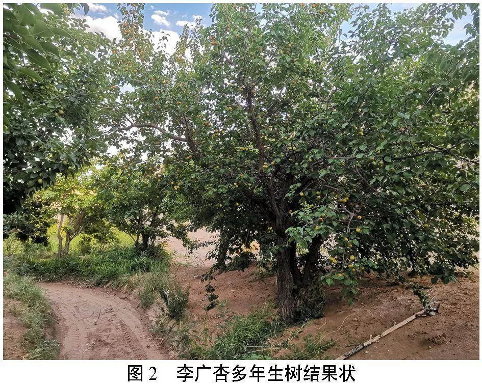 敦煌李广杏产业发展现状与发展对策