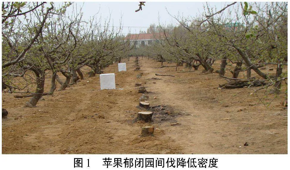 山东省苹果产业发展历程与展望