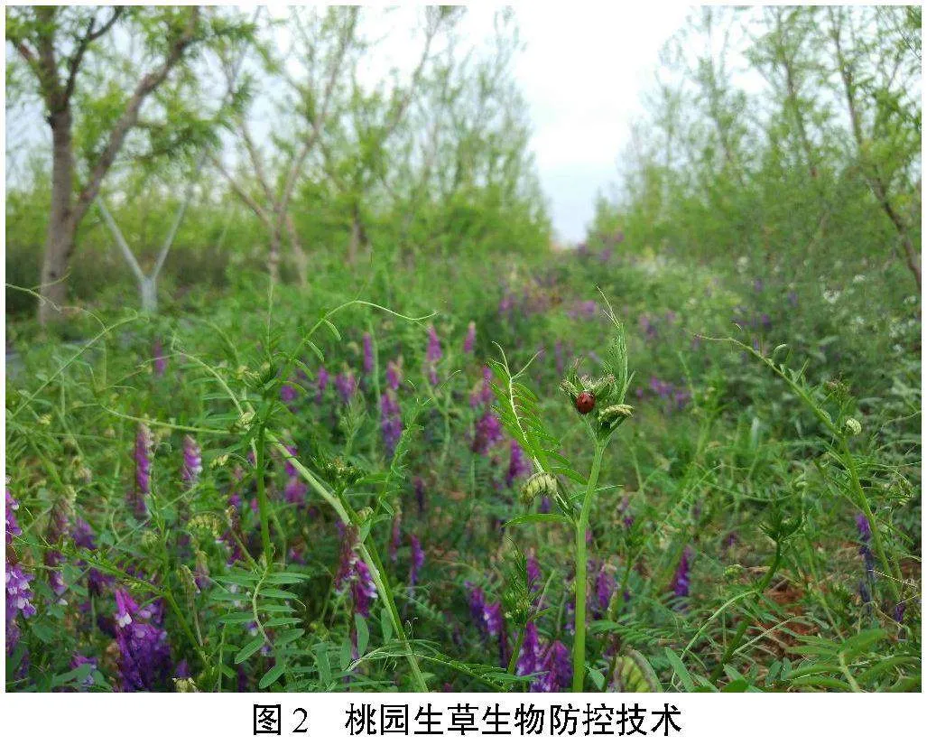 桃树主要害虫的发生与防控技术进展