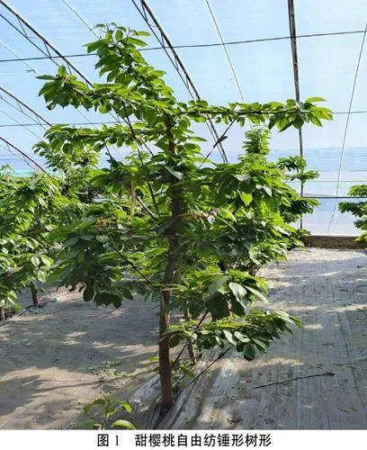 北京甜樱桃栽培的不利因素及解决办法