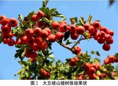 大五棱山楂丰产栽培技术