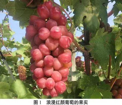 浪漫红颜葡萄在辽南地区冷棚的栽培表现