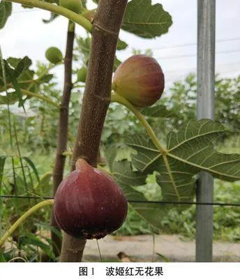 喀什岳普湖县无花果产业现状及高质量发展对策