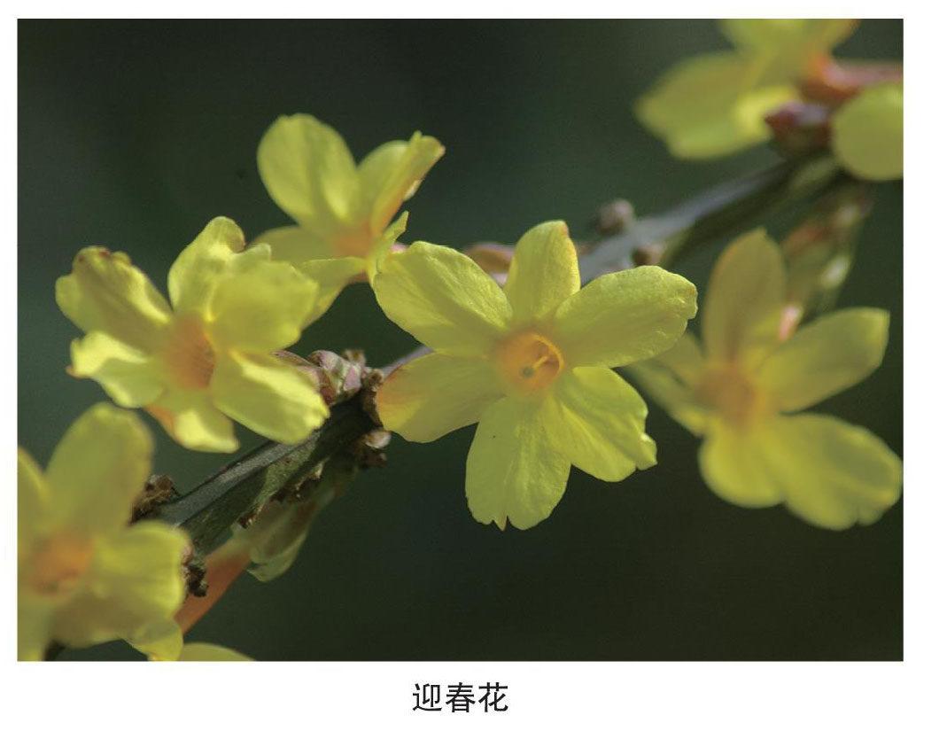 清本正源盆景植物名(二十四)
