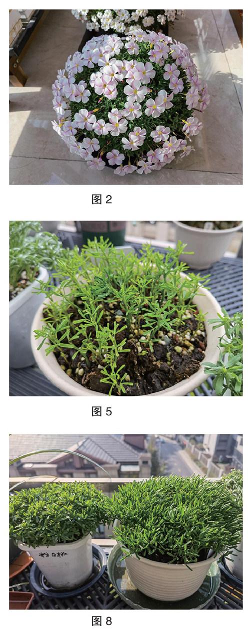 酢浆草‘双色冰淇淋’和‘粉白桃之辉’花球的培育方法