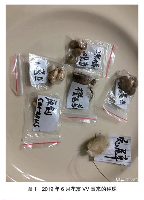 花友的球根礼物