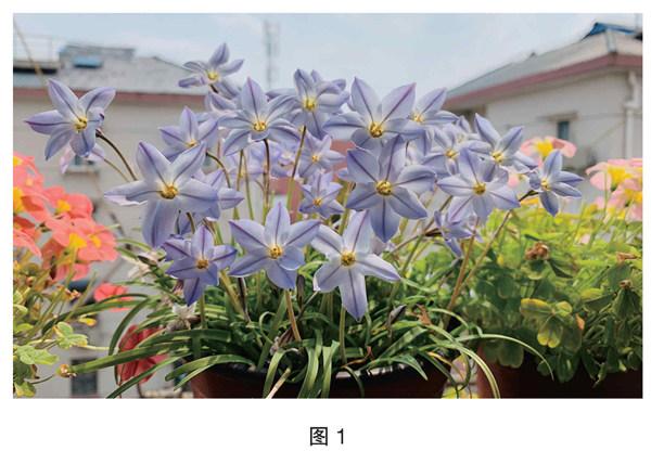 早春阳台的小精灵——花韭