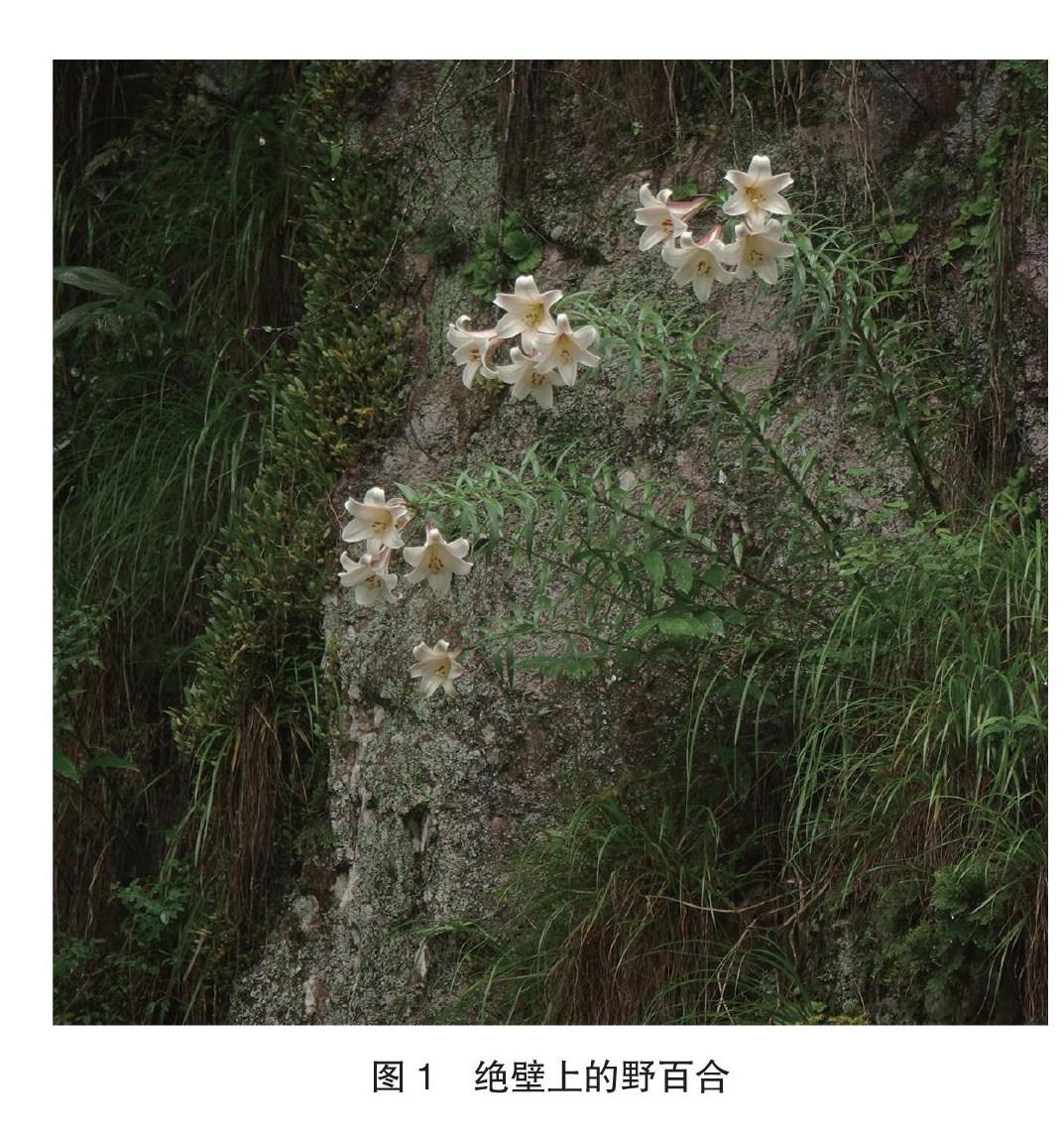 斜风细雨探百合