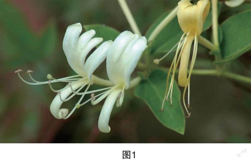 清本正源盆景植物名（四十）