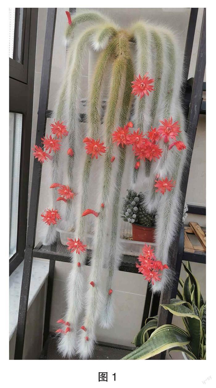 软毛猴尾柱:株型奇特,花色艳丽