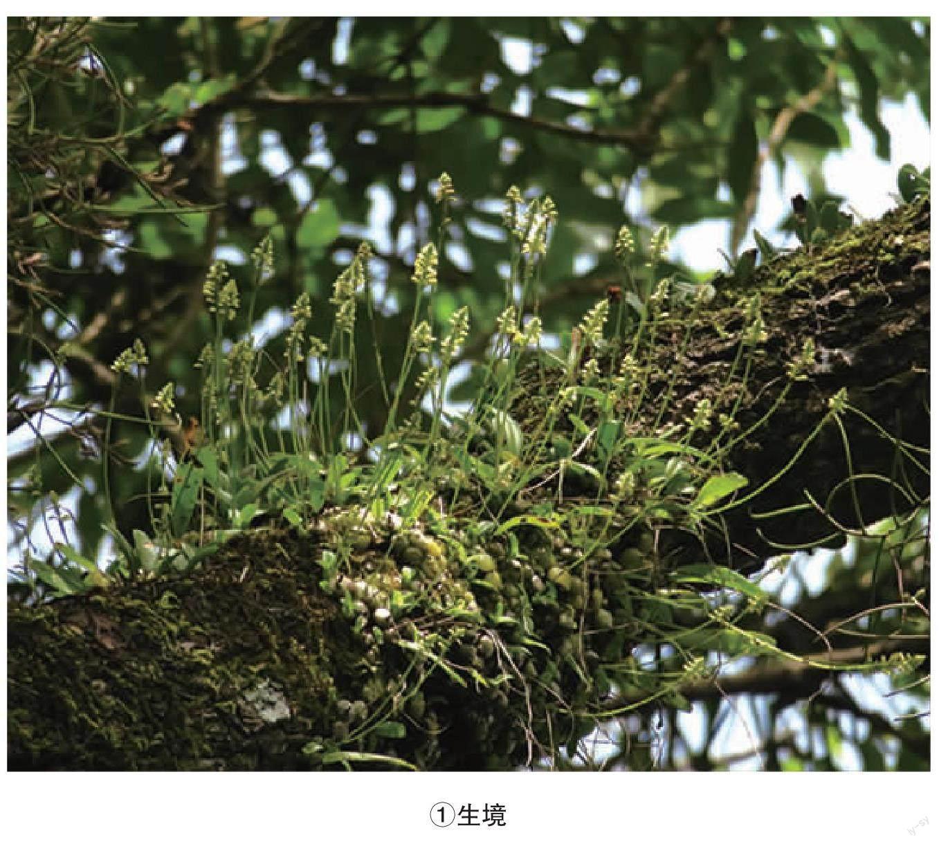 广东省兰科植物1新记录属及1新记录种——矮柱兰属矮柱兰