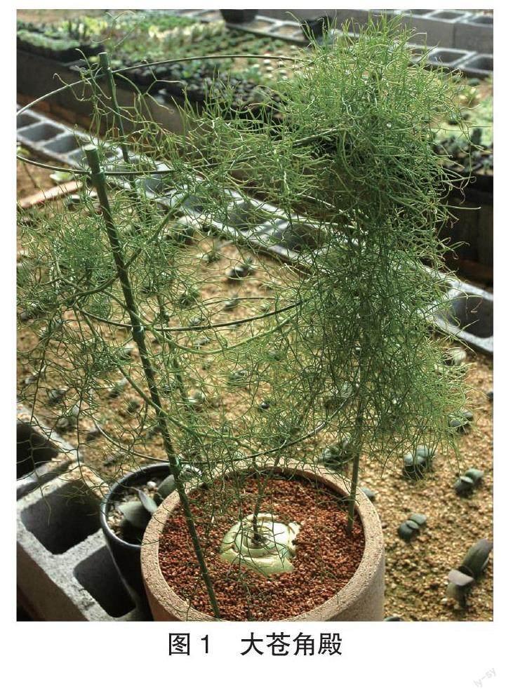 话说苍角殿