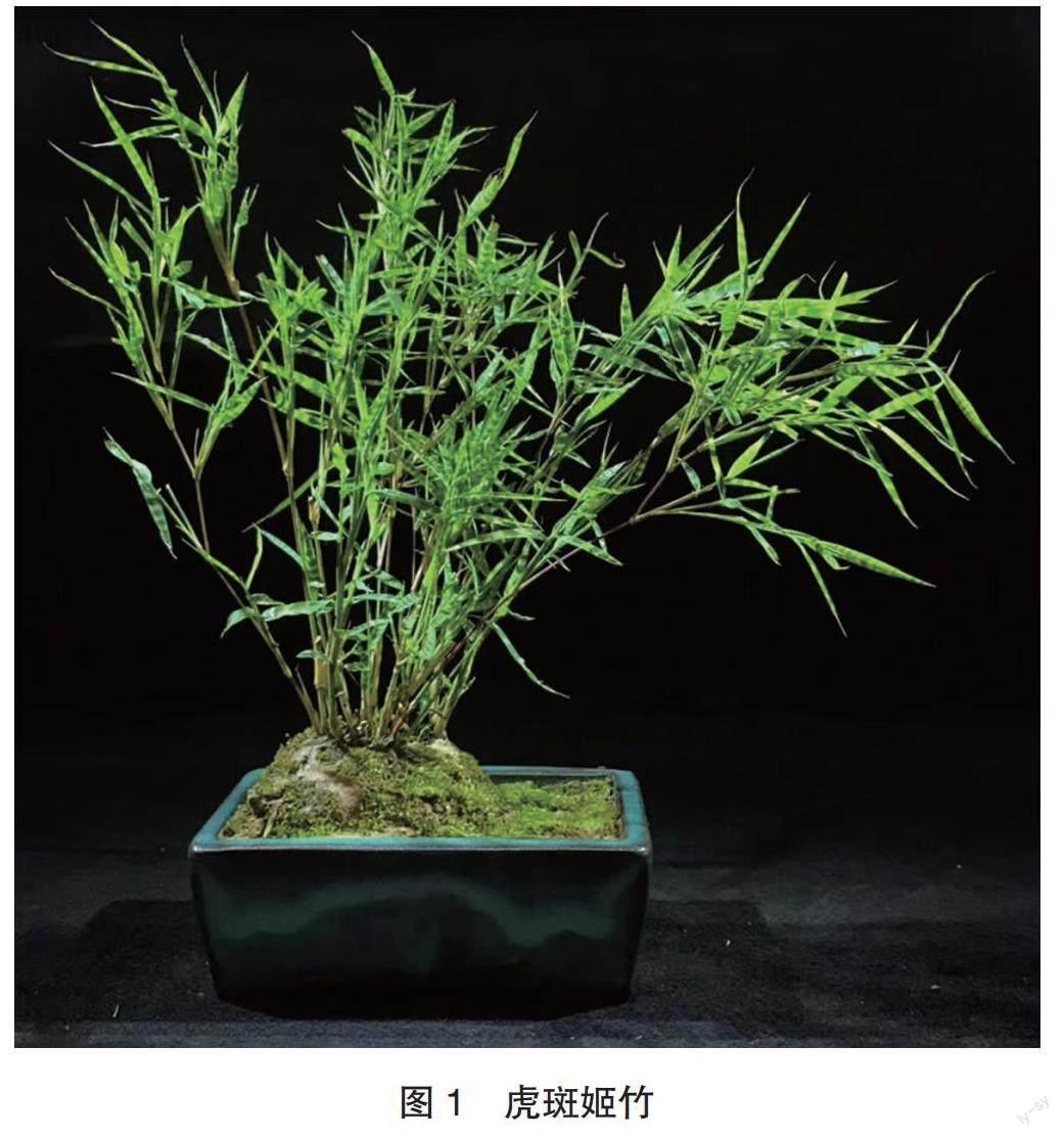 正本清源盆景植物名（四十四）