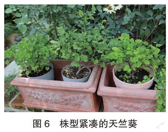 屡败屡战天竺葵