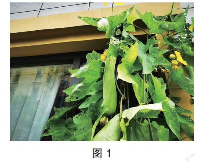 “袖珍”院子种菜之乐