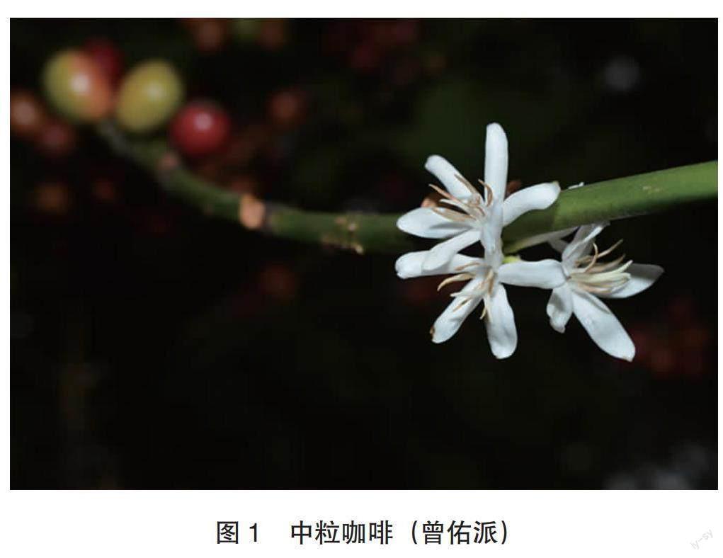 咖啡树的引种栽培历史