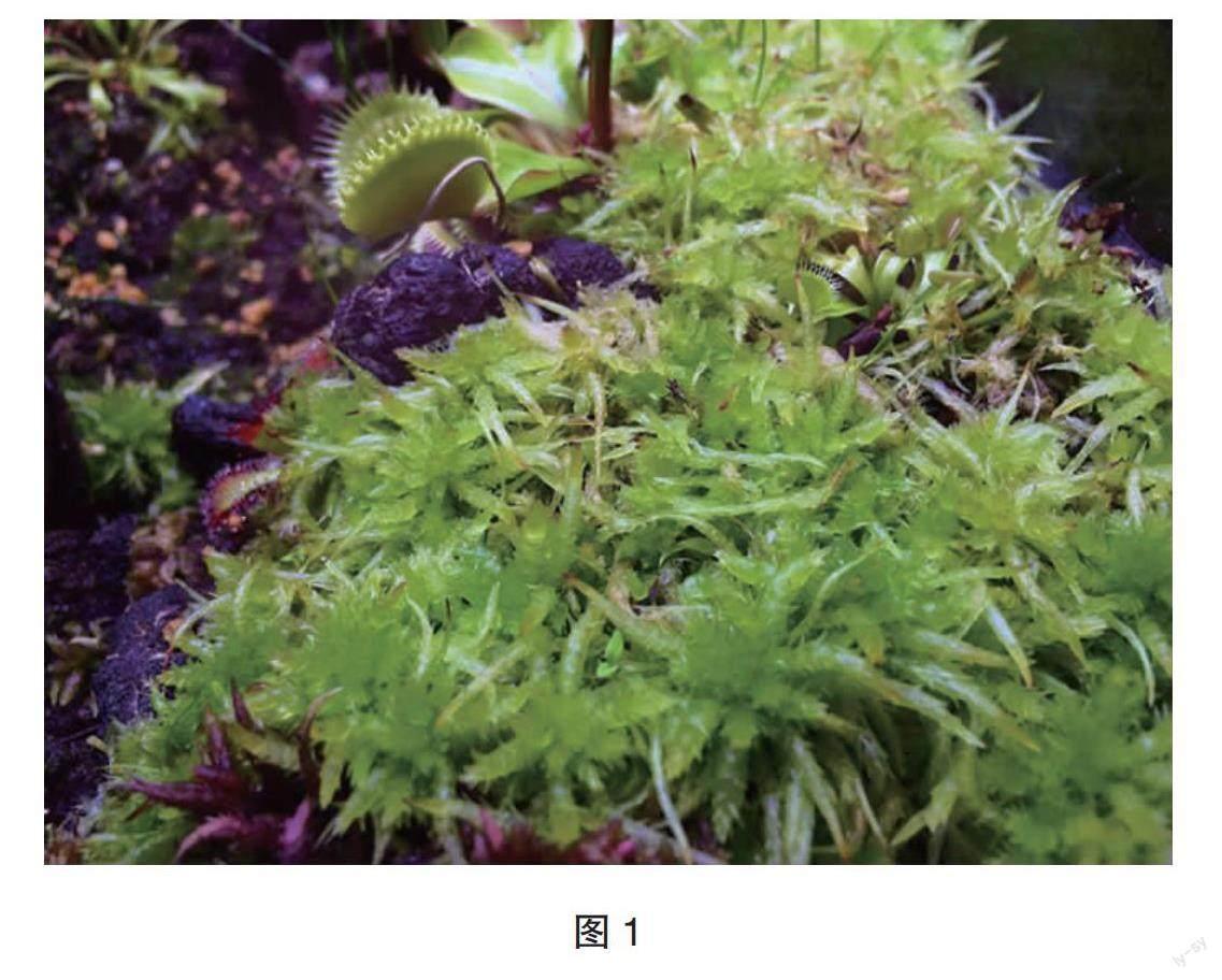 苔藓种植与微景观（二）