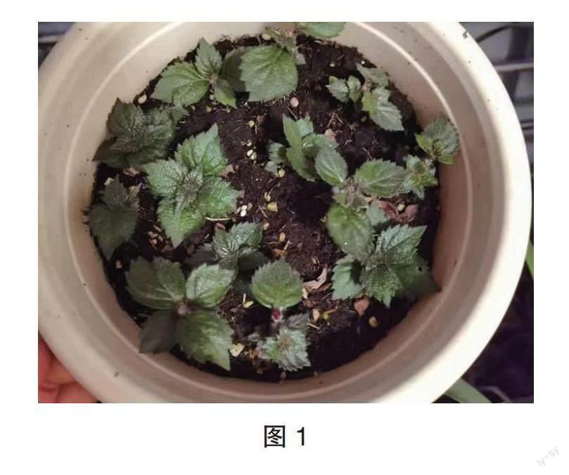 长筒花栽培浅淡