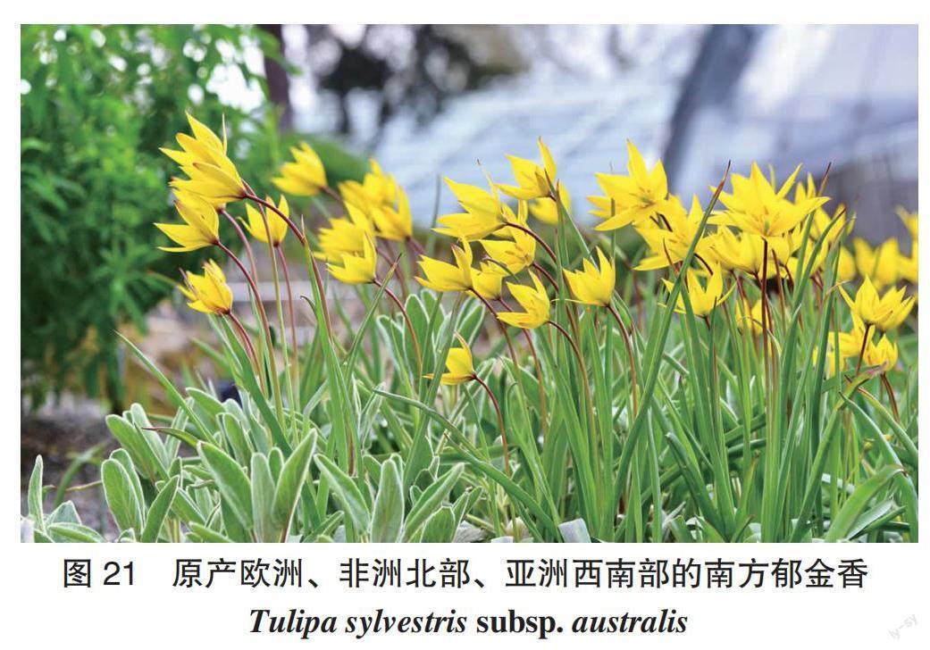 走进邱园的岩石花园