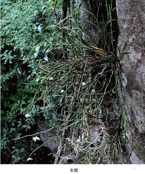 广东省兰科植物石斛属新记录种——海南石斛