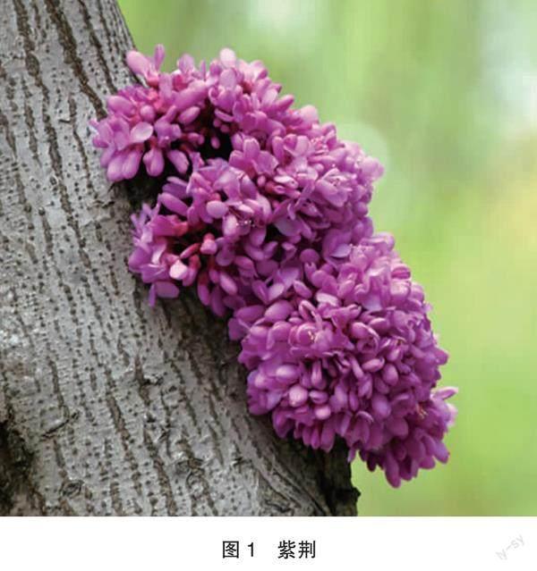 正本清源盆景植物名（四十八）