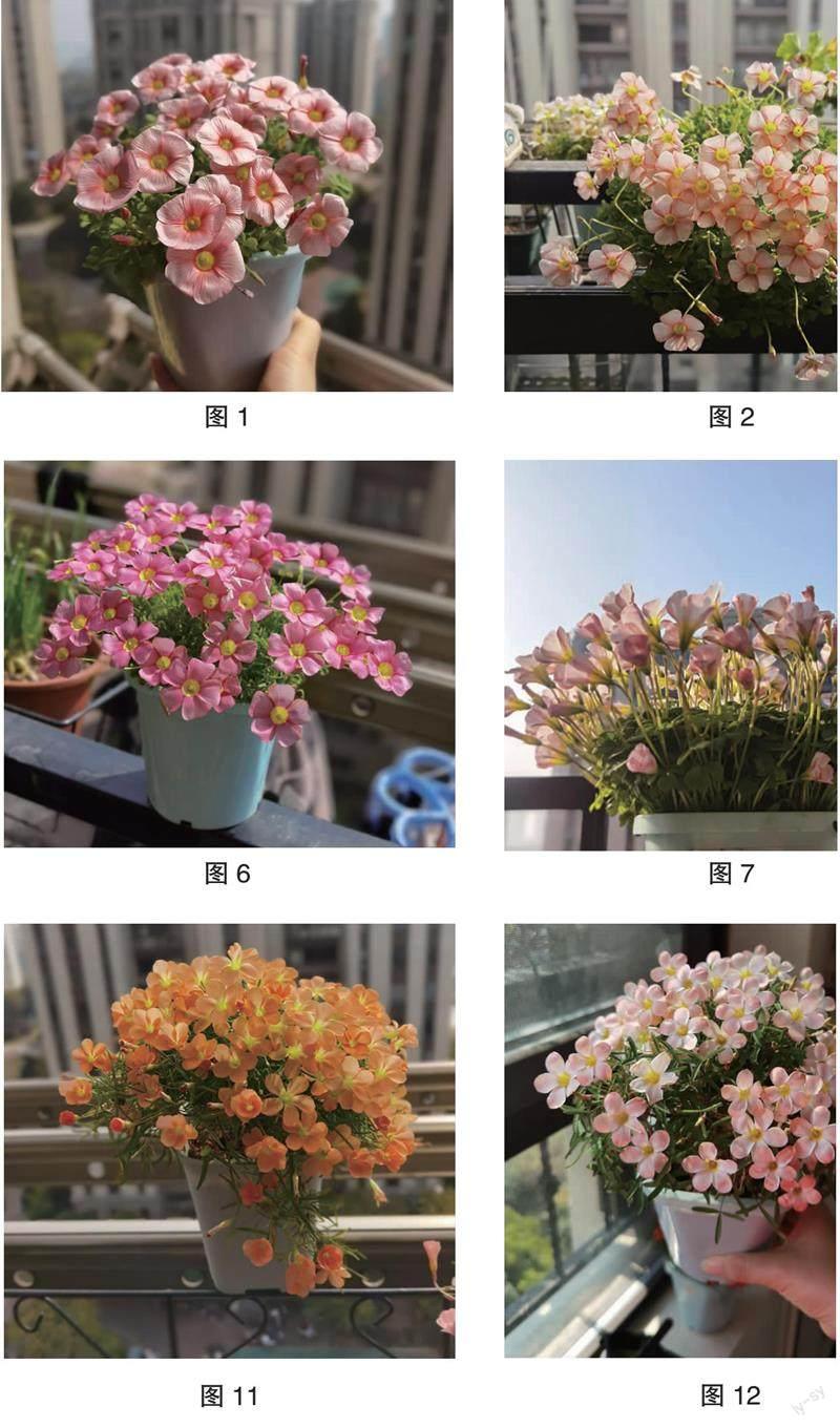 酢浆草养护经验谈