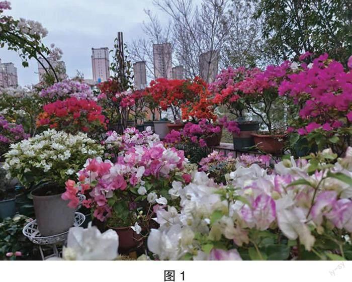 三角梅养护琐谈