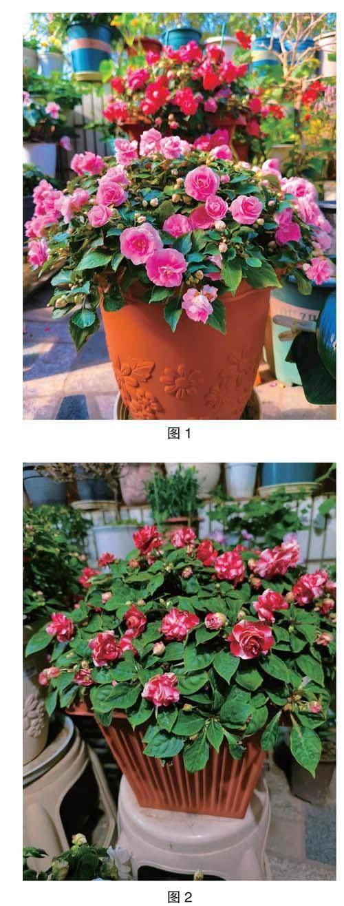 重瓣非洲凤仙的养护心得