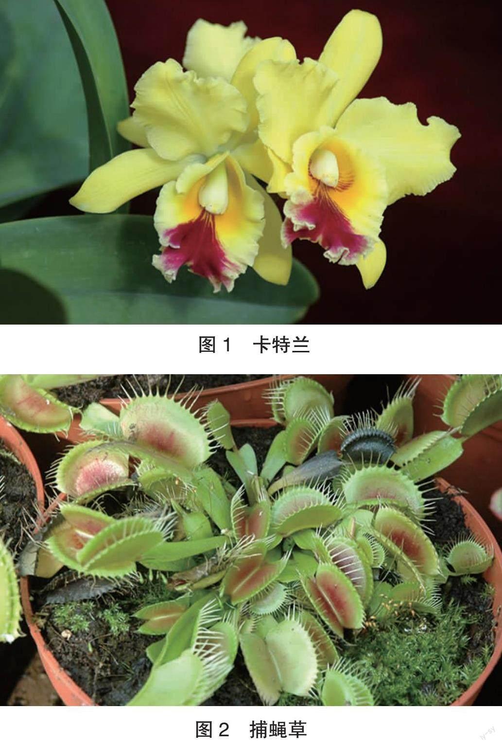 奇花异草漫谈