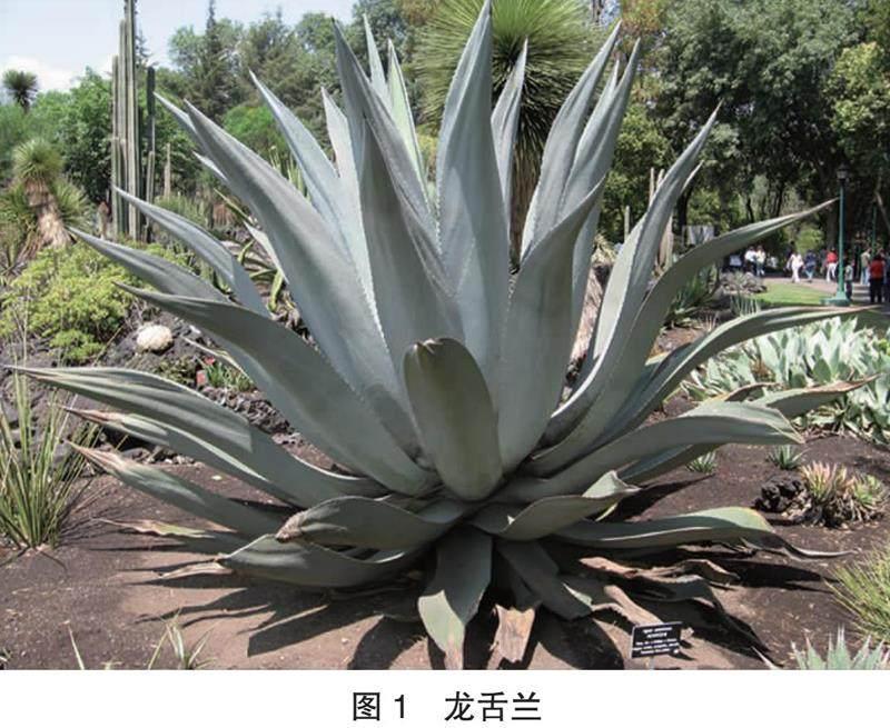 世纪植物——龙舌兰