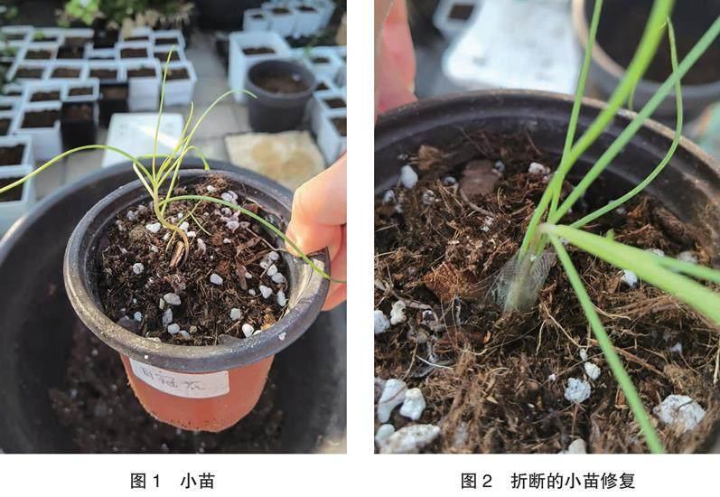 艳丽喜光芥栽培简介