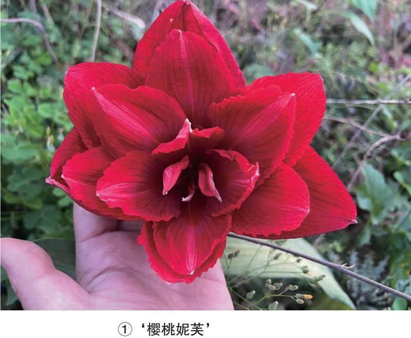 重瓣朱顶红品种推荐